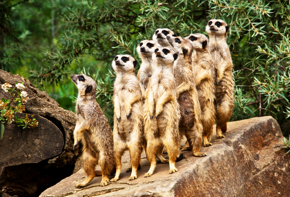 Meerkat-suricate-em-ingles
